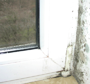 Schimmel in Dresden - Malerfachbetrieb List